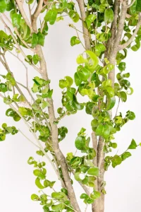 Close up of the thick stems of a Ficus Barok