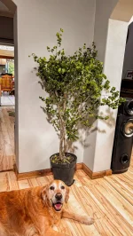 Ficus Barok in a an entrace area on wooded floors