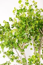 Cascading branches of a Ficus Barok