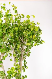 Side view of a XL Ficus Barok