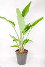 Side view of a Giant Bird of Paradise