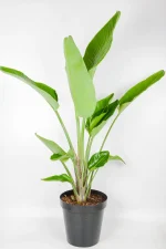 Side view with multiple leave of Giant Bird of Paradise