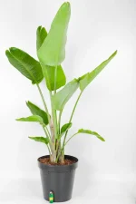 Large leaves of a Giant Bird of Paradise
