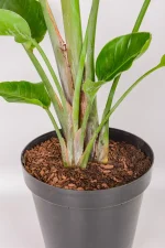Multiple stems and growth points of a Giant Bird of Paradise