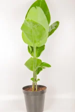 Side view with aligned leaves of Giant Bird of Paradise