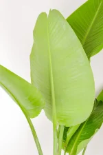 Close up of the underside of a leave of Giant Bird of Paradise