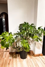 giant monstera deliciosa in corner of a room