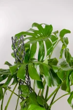 Top view of giant monstera deliciosa