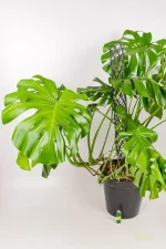 giant monstera deliciosa with light for size comparison