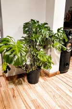 tall and wide giant monstera deliciosa
