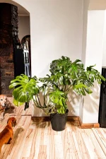 giant monstera deliciosa on wooden floor in bright room