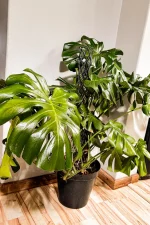 CLose up of multiple stems of giant monstera deliciosa