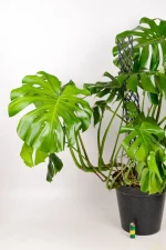 Side view of a giant monstera deliciosa