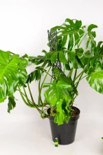large and bushy giant monstera deliciosa