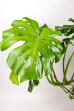 Close of large leaf of giant monstera deliciosa