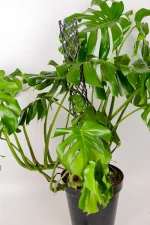 Side branching of a giant monstera deliciosa
