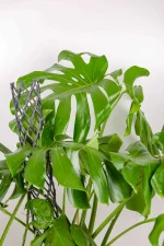 Multiple fenestrated leaves of a Giant MOnstera deliciosa