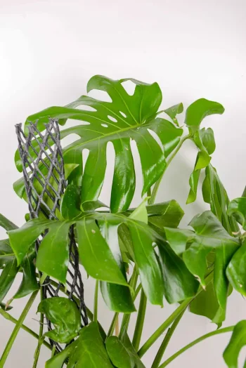 Multiple fenestrated leaves of a Giant MOnstera deliciosa