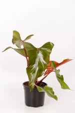 Full main leaf of Philodendron Dark Lord