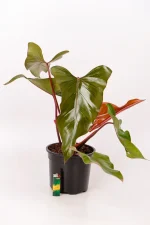 New maturing leaf of a Philodendron Dark Lord with lighter for size comparison