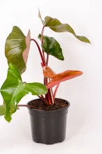 Side view of a maturing leaf of a Philodendron Dark Lord