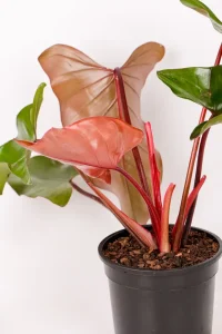 New red leaf emerging of a Philodendron Dark Lord