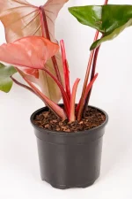 Bright new red leaf of a Philodendron Dark Lord