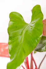 Matrue Greener leaf of a Philodendron Dark Lord