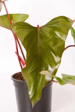 Close up of large leaf of Philodendron Dark Lord