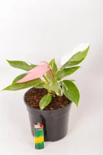 philodendron white knight with lighter as size guide