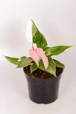 Full view of a philodendron white knight