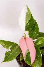 Side view of a philodendron white knight