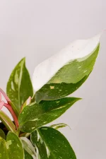 Close up of white leaf of philodendron white knight