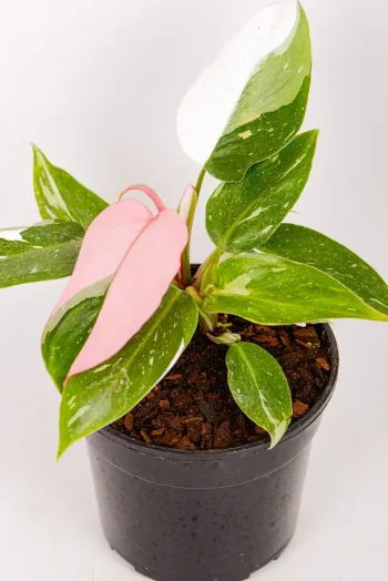 Multiple coloured philodendron white knight