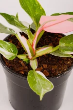 philodendron white knight with white and pink leaves