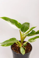 philodendron white knight with new leaf emerging