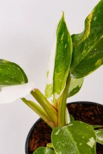 multiple leave on a philodendron white knight