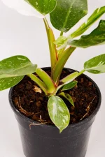 Close up of base of stems of a philodendron white knight