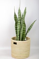 Full sized Snake-Plant-Zeylanica in handwoven basket