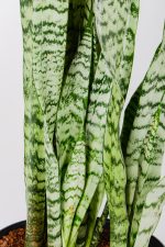 Multiple stems of a Snake-Plant-Zeylanica
