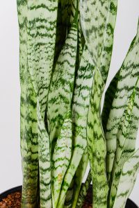 Multiple stems of a Snake-Plant-Zeylanica