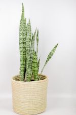 Snake-Plant-Zeylanica iun handwoven basket