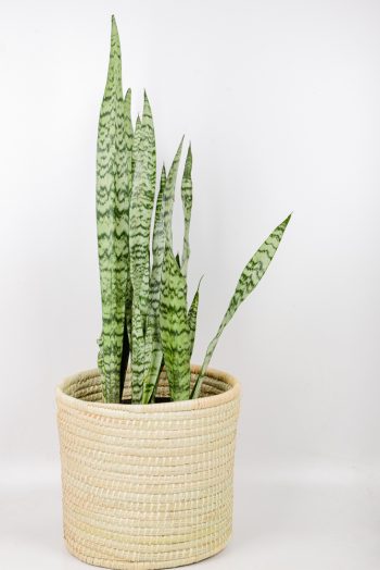 Snake-Plant-Zeylanica iun handwoven basket