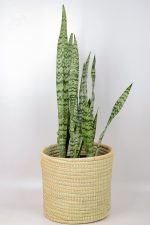 Side view of Snake-Plant-Zeylanica in handwoven basket