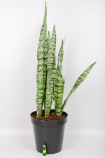 Snake-Plant-Zeylanica with light at the bottom for size comparison