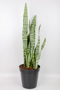 Snake-Plant-Zeylanica on white table