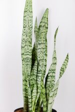 Middle section of Snake-Plant-Zeylanica with green and silver leaves