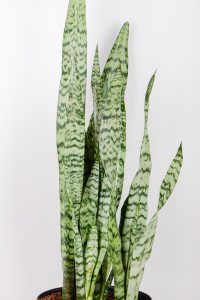 Middle section of Snake-Plant-Zeylanica with green and silver leaves