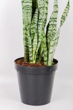 View of Snake-Plant-Zeylanica in black pot with multiple stems