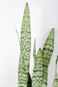 Top of leaves of a Snake-Plant-Zeylanica